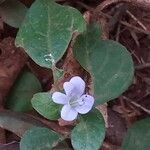 Barleria ventricosa Blomma