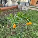 Citrus japonica Frucht