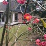 Euonymus latifolius ഫലം