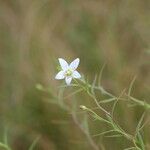 Campanula aparinoides Kukka