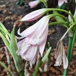 Crinum moorei Hostoa