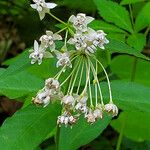 Asclepias quadrifolia Fleur