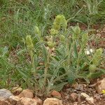 Phlomis lychnitis Habit