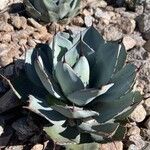 Agave parryiLeaf