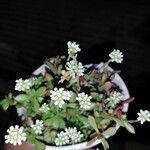 Crassula pubescens Květ