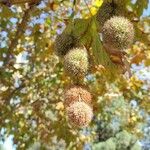 Platanus orientalis Fruit