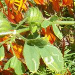 Medicago scutellata Hoja