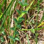 Sanguisorba verrucosa Lapas