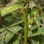 Botrychium matricariifolium Other