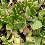 Valeriana nivalis Leaf