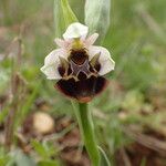 Ophrys scolopax Blüte