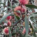 Hakea laurina Flower