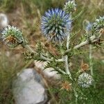 Echinops ritroBlüte