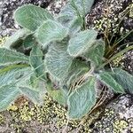 Hieracium phlomoides 叶