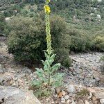 Verbascum boerhavii 形态