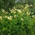 Filipendula ulmariaKukka