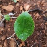 Arisarum vulgareLeaf