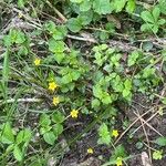 Lysimachia nemorum Costuma