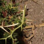 Adesmia horrida Blad