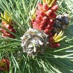 Pinus mugo Blomst
