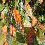 Prunus serotinaLeaf
