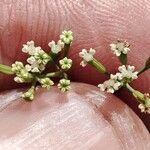 Ptychotis saxifraga Flower