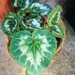 Cyclamen persicum পাতা