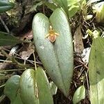 Pleurothallis discoidea Yaprak