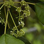 Petitia domingensis Flower
