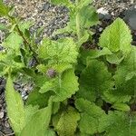 Salvia verticillata Habit