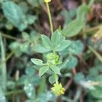 Trifolium patens Blad