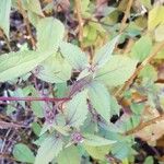 Ageratina altissima Yaprak