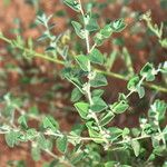 Indigofera cordifolia Altres