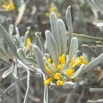 Cneorum pulverulentum Flower