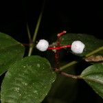 Miconia lateriflora Плод