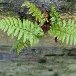 Dryopteris cristata List