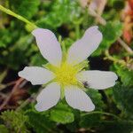 Ranunculus omiophyllus Floare