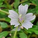 Monsonia angustifolia Kvet