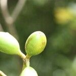 Mussaenda arcuata Fruit