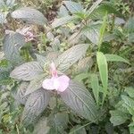 Impatiens glandulifera花