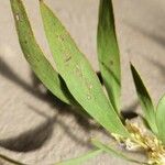 Hakea salicifolia Blatt