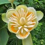 Liriodendron tulipiferaŽiedas