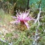 Atractylis humilis Flower