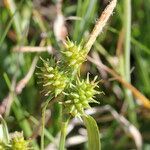 Carex demissa Квітка