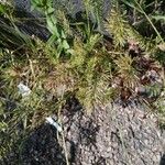 Catapodium rigidum Flor