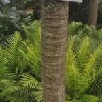 Howea belmoreana Magamba