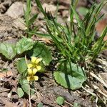 Viola rotundifolia 整株植物