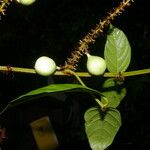 Paullinia pinnata Fruit