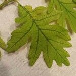 Quercus frainetto Φύλλο