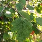 Holodiscus discolor Leaf